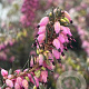 Erica darl. 'Phoebe' GM P9.5