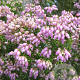 Erica terminalis GM P9.5