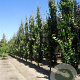 Fagus sylvatica 'Dawyck' 10-12 HO draadkluit 2 X verplant