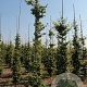 Fagus sylvatica 10-12 cm draadkluit BEVEERD