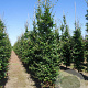 Fagus sylvatica 14-16 cm draadkluit beveerd 