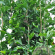 Ginkgo biloba 'Blagon' 10-12 cm container BEVEERD