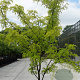 Gleditsia triacanthos 'Sunburst Locust' 200-250 cm container meerstammig
