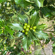 Ilex aquifolium 12-14 HO draadkluit 3 X verplant