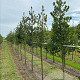 Ilex aquifolium 14-16 HO draadkluit 3 X verplant