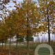 Liquidambar styraciflua 'Jason' 10-12 HO draadkluit 2 X verplant