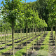 Liquidambar s. 'Worplesdon' 25-30 HO draadkluit 3 X verplant