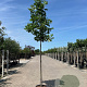 Liriodendron tulipifera 10-12 cm container