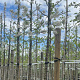 Malus 'Evereste' 14-16 HO draadkluit 3 X verplant