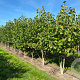 Magnolia 'Galaxy' 200-250 cm container meerstammig