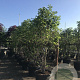 Magnolia 'Galaxy' 250-300 cm container meerstammig
