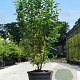Magnolia kobus 200-250 cm container meerstammig