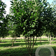 Magnolia kobus 250-300 cm draadkluit meerstammig