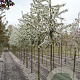 Malus 'Red Sentinel' 12-14 HO draadkluit 3 X verplant