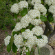 Photinia beauverdiana notabilis 14-16 HO draadkluit 3 X verplant