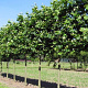 Platanus hispanica 'Malburg' 16-18 HO draadkluit 3 X verplant