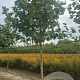 Platanus hispanica 20-25 HO draadkluit 3 X verplant