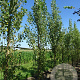 Populus nigra 'Italica' 14-16 HO draadkluit 3 X verplant