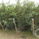 Prunus accolade 250-300 cm container meerstammig