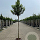 Prunus lusitanica 'Brenelia' 10-12 cm container
