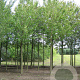 Prunus ser. 'Kanzan' 18-20 HO draadkluit 3 X verplant