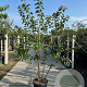 Prunus ser. 'Kanzan' 250-300 cm container meerstammig