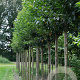 Prunus 'Umineko' 14-16 HO draadkluit 3 X verplant