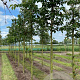 Prunus yedoensis 14-16 HO draadkluit 3 X verplant