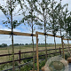 Prunus yedoensis 14-16 HO draadkluit 3 X verplant