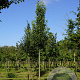 Pyrus calleryana 'Chanticleer' 20-25 HO draadkluit 3 X verplant