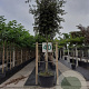 Quercus ilex 20-25 cm container
