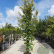 Quercus ilex 250-300 cm container meerstammig