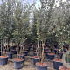 Quercus ilex 300-350 cm container meerstammig