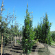 Quercus palustris 'Green Pillar' 16-18 HO draadkluit 3 X verplant