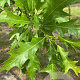 Quercus palustris 14-16 HO draadkluit 3 X verplant