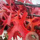 Quercus palustris 14-16 HO draadkluit 3 X verplant