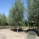 Salix alba 'Belders' 18-20 HO draadkluit 3 X verplant