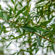 Salix alba 'Chermesina' 18-20 HO draadkluit 3 X verplant