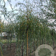 Salix sepulcralis 'Chrysocoma' 16-18 HO draadkluit 3 X verplant