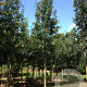 Sorbus aucuparia 14-16 HO draadkluit 3 X verplant