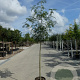Sorbus 'Dodong' 12-14 cm container