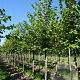 Tilia cordata 'Winter Orange' 12-14 HO draadkluit 3 X verplant