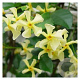 Trachelospermum as. Ch. and Vanilla GM P9.5