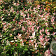 Trachelospermum as. 'Tricolor' GM P9.5 2 jaar