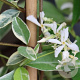 Trachelospermum j. 'Variegatum' GM P9.5 2 jaar