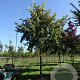 Ulmus laevis 16-18 HO draadkluit 3 X verplant