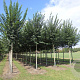 Ulmus minor Vada 16-18 HO draadkluit 3 X verplant