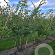 Zelkova serrata 250-300 cm draadkluit meerstammig