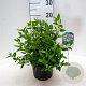 Viburnum tinus 25-30 cm 3,5L