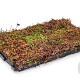 Sedum cassette per stuk